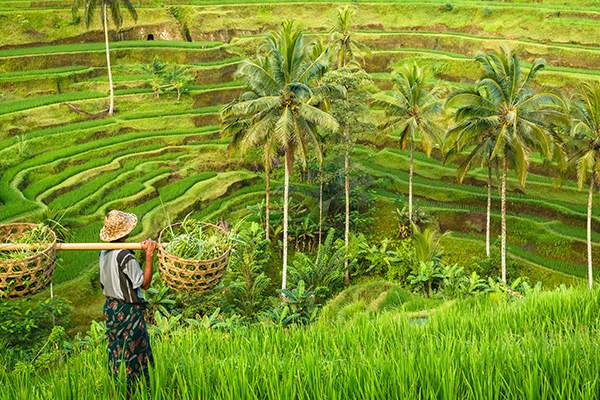 Lush and green rice terraces in Ubud, Bali, Indonesia