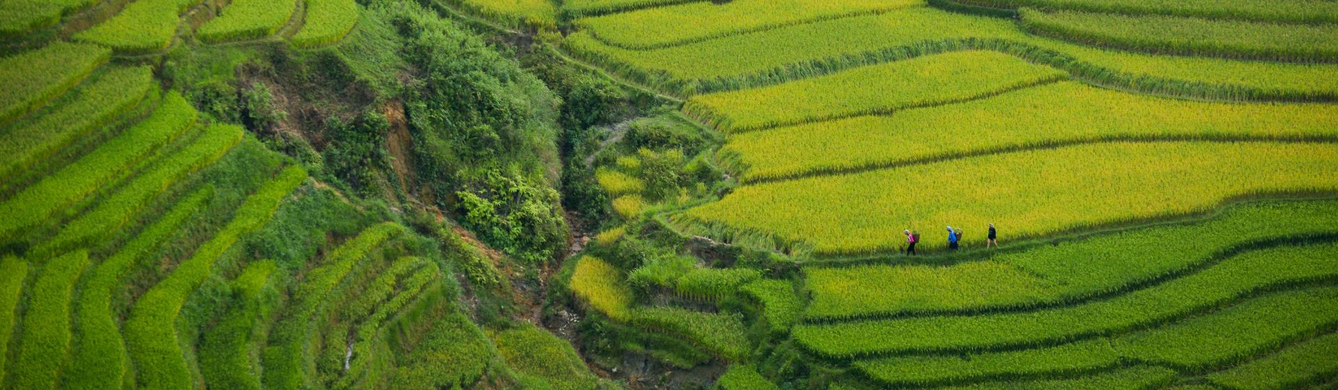 View of rice terraces in Bali, Indonesia