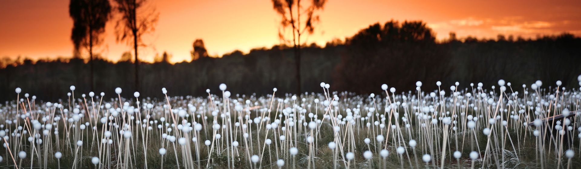 Field of Light, Uluru, Northern Territory, Australia