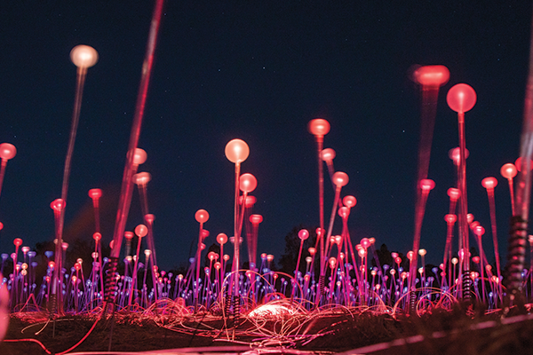 A Night at Field of Light