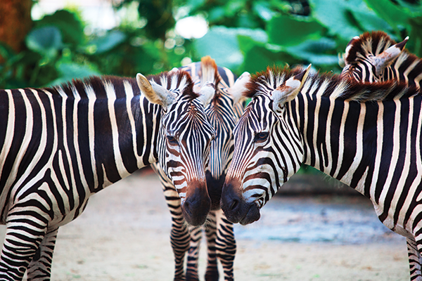 Rendezvous Hotel Singapore &amp; Singapore Zoo