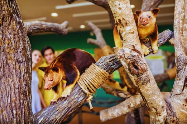 Sentosa Escape &amp; Singapore Zoo