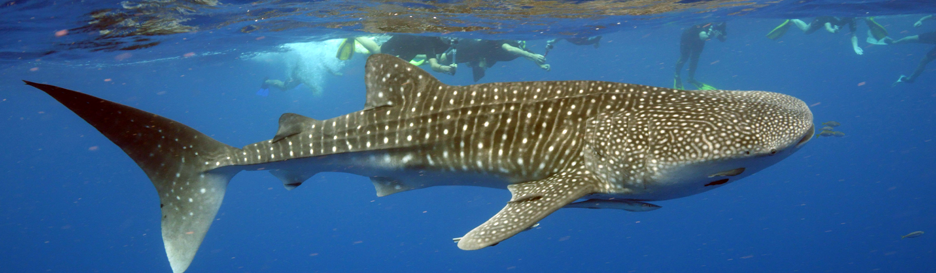Snorkellers swimming next to a whale shark at Ningaloo Reef, Exmouth, Western Australia