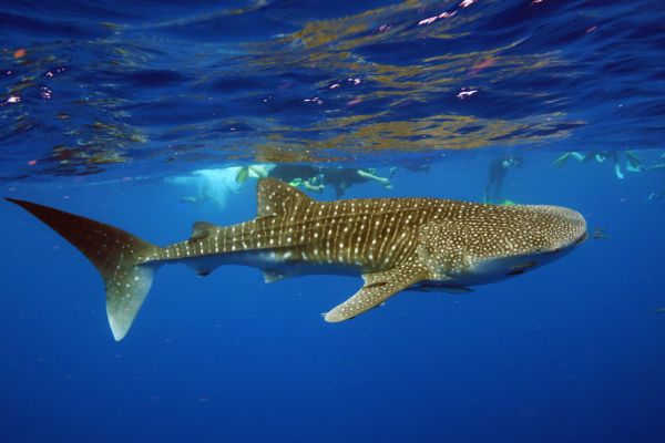 Deluxe Whaleshark Tour, Swimmer