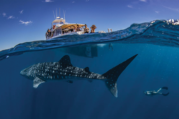 Deluxe Whaleshark Swim (Swimmer)